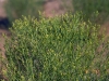 Perennial Broomweed, Broom Snakeweed: Leaf