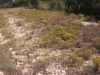 Perennial Broomweed, Broom Snakeweed: Population