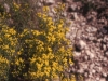 Perennial Broomweed, Broom Snakeweed: Flower