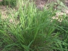 Plains bristlegrass: Whole Plant
