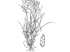 Plains lovegrass: Whole Plant