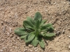 Plantain: Seedling