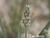 Plantain: Flower