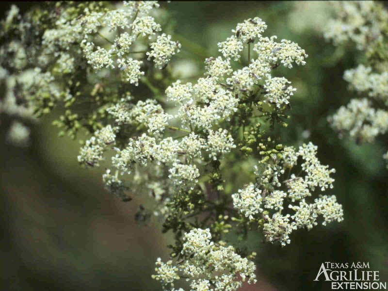 Plants of Texas Rangelands » Poison Hemlock