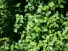 Poison ivy: Whole Plant