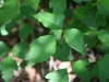 Poison ivy: Leaf