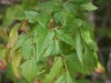 Poison ivy: Leaf