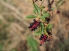 Pokeberry, Pokeweed: Fruit