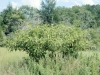 Pokeberry, Pokeweed: Whole Plant