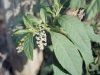 Pokeberry, Pokeweed: Flower