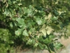Post oak: Leaf