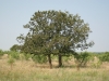 Post oak: Whole Plant