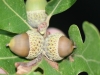 Post oak: Fruit