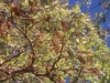 Post oak: Flower