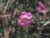 Prairie gerardia, Prairie agalinis: Flower