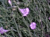 Prairie gerardia, Prairie agalinis: Leaf