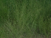 Prairie gerardia, Prairie agalinis: Whole Plant