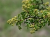 Pricklyash, Tickle-tongue: Whole Plant