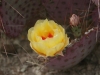Pricklypear: Flower