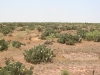 Pricklypear: Population