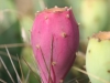 Pricklypear: Fruit