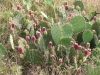 Pricklypear: Whole Plant