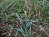 Rainlily: Whole Plant