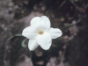 Rainlily: Flower