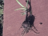 Rainlily: Root