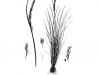 Rattail smutgrass: Whole Plant
