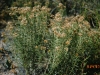 Rayless goldenrod, Jimmyweed: Whole Plant