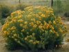 Rayless goldenrod, Jimmyweed: Whole Plant