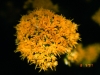 Rayless goldenrod, Jimmyweed: Flower