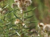 Rayless goldenrod, Jimmyweed: Stem