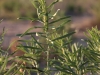 Rayless goldenrod, Jimmyweed: Leaf