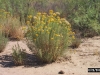 Rayless goldenrod, Jimmyweed: Whole Plant