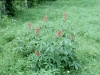 Red Buckeye, Pale Buckeye: Whole Plant