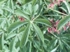 Red Buckeye, Pale Buckeye: Leaf