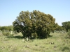 Redberry juniper, Pinchot juniper: Whole Plant