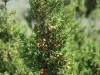 Redberry juniper, Pinchot juniper: Stem