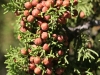 Redberry juniper, Pinchot juniper: Fruit