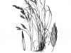 Rescuegrass: Whole Plant