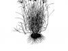 Rhodesgrass: Whole Plant