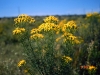 Riddell Groundsel, Broom Groundsel: Whole Plant