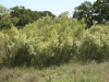 Roosevelt willow: Whole Plant