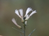 Roosevelt willow: Flower