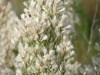 Roosevelt willow: Flower