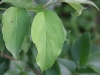 Roughleaf dogwood: Leaf