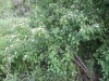 Roughleaf dogwood: Whole Plant