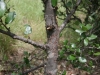 Running live oak: Stem
